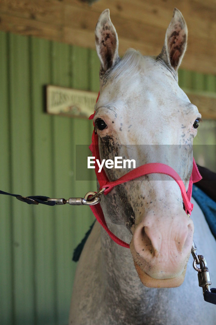 Close-up of horse