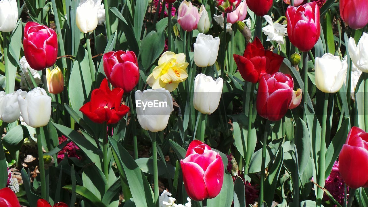 Close-up of colorful flowers