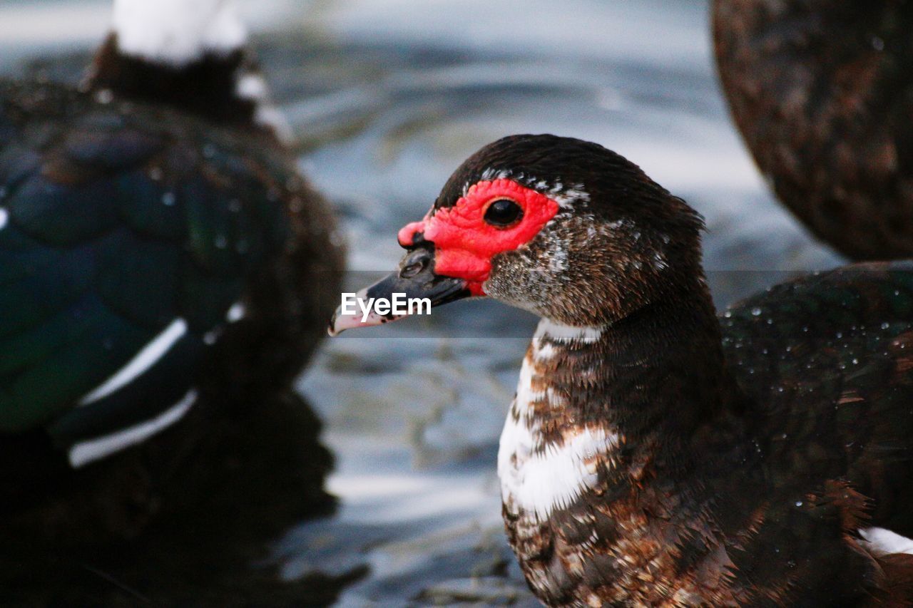 Close-up of duck swimming in water