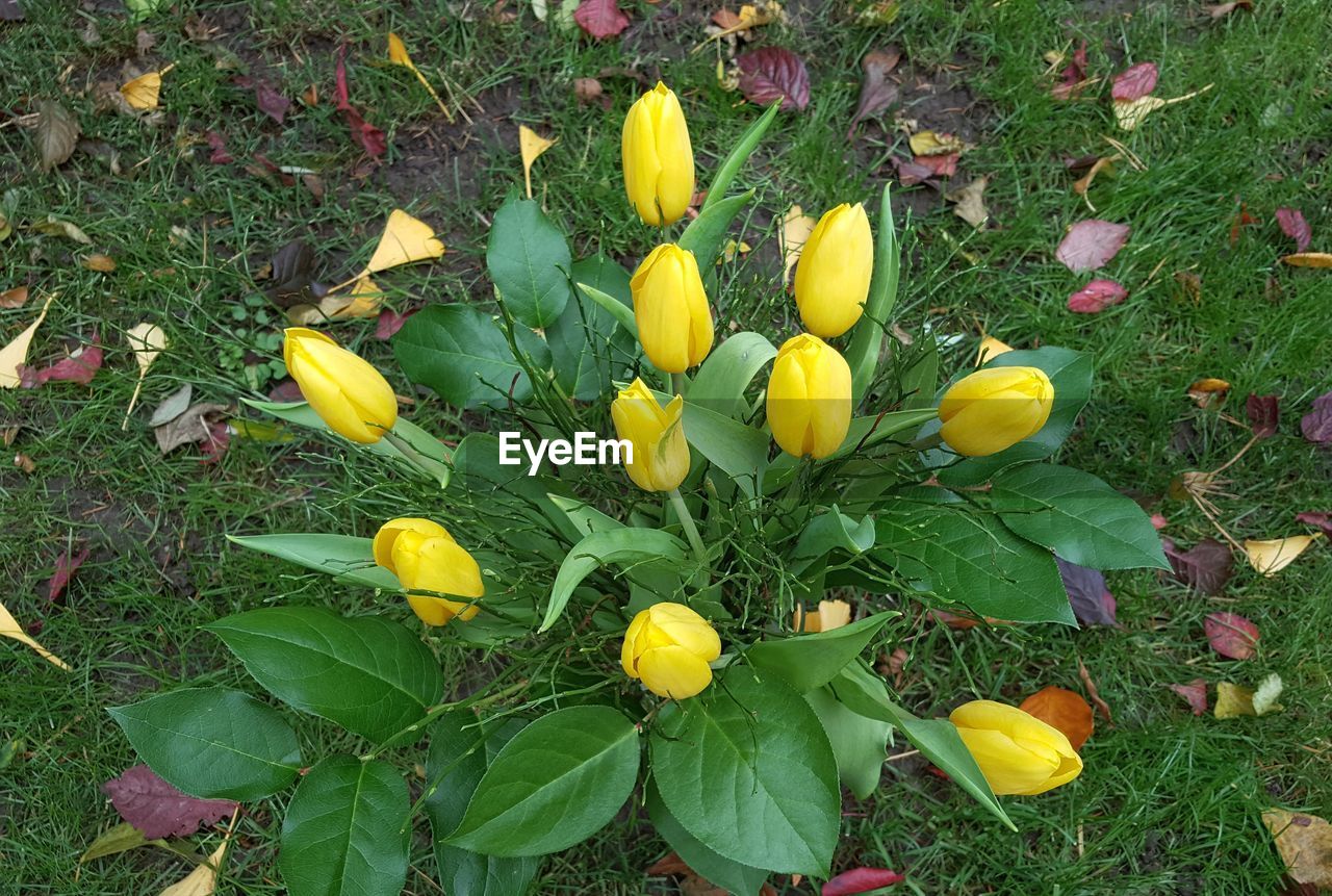 CLOSE-UP OF YELLOW CROCUS BLOOMING ON FIELD