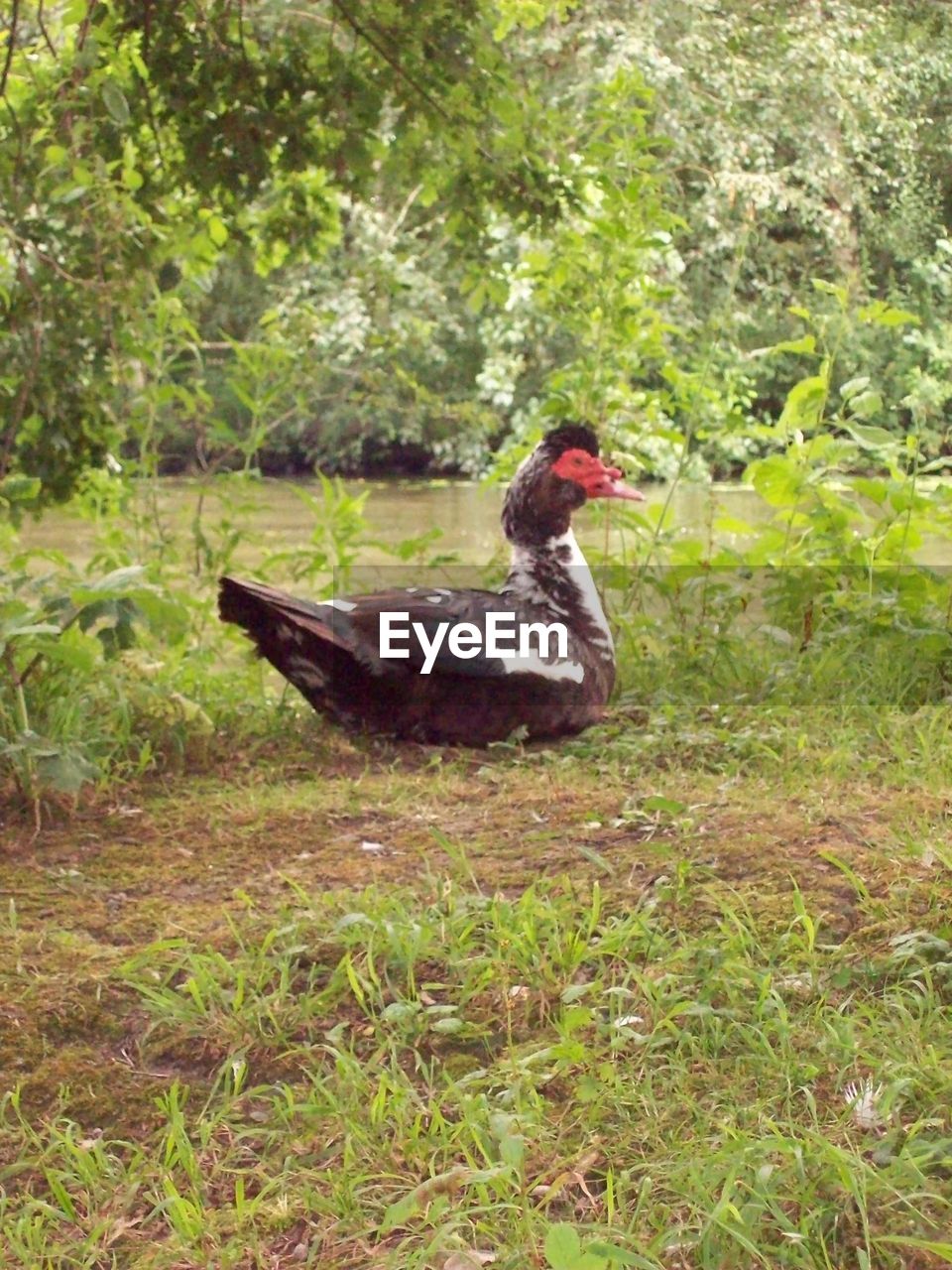 SIDE VIEW OF A BIRD ON A LAND