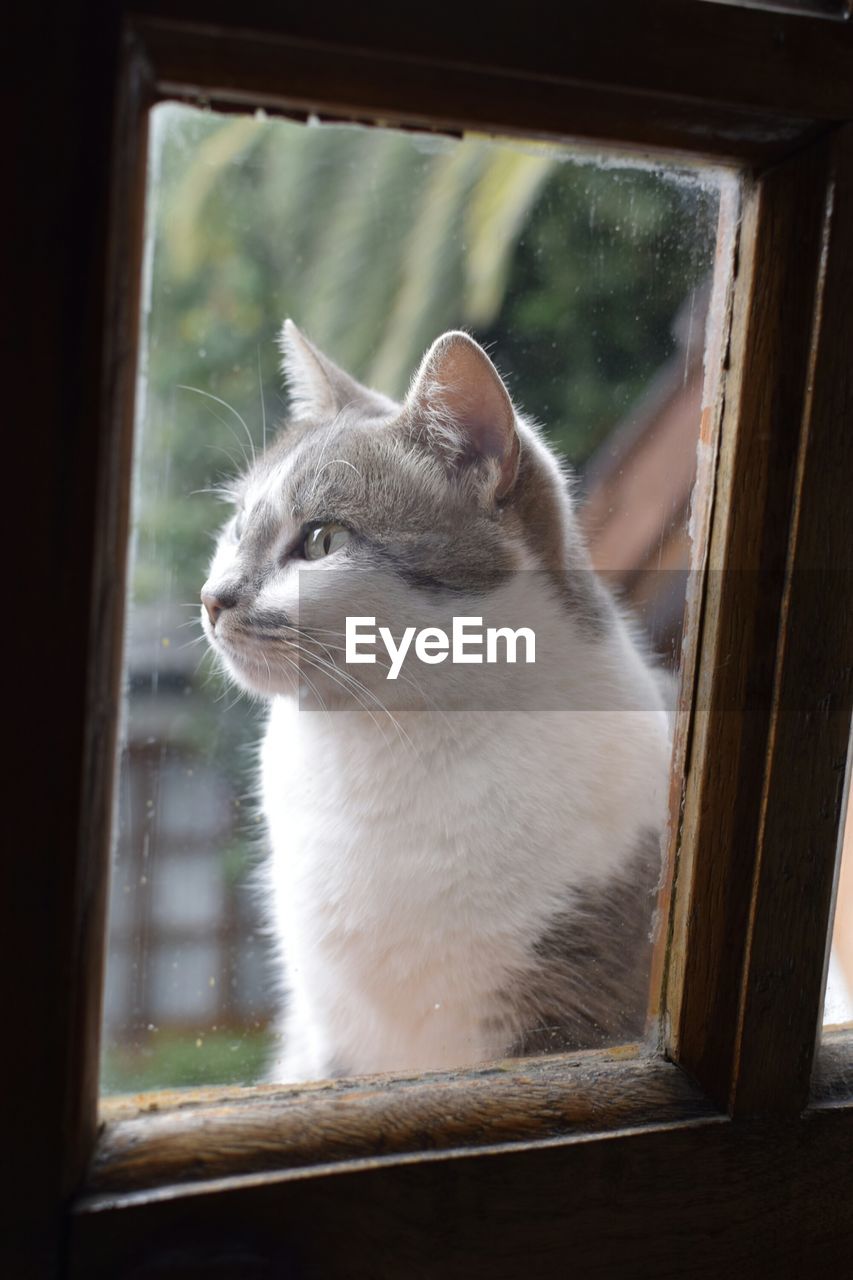 Cat seen through house window