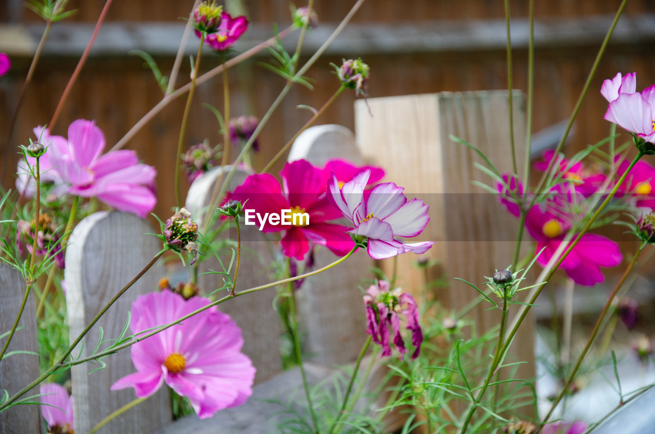 Close-up of pink flowering plants