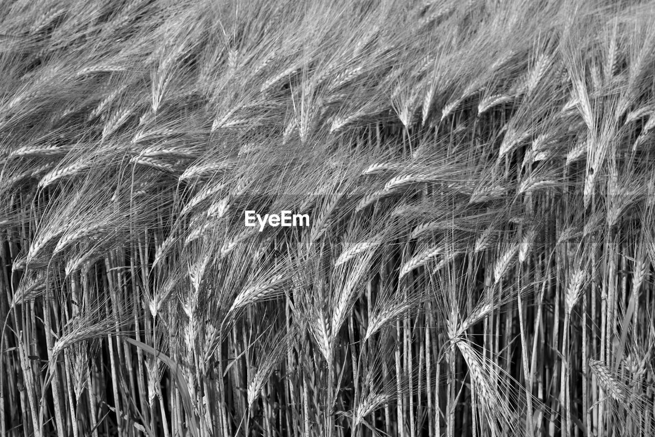 Full frame shot of wheat