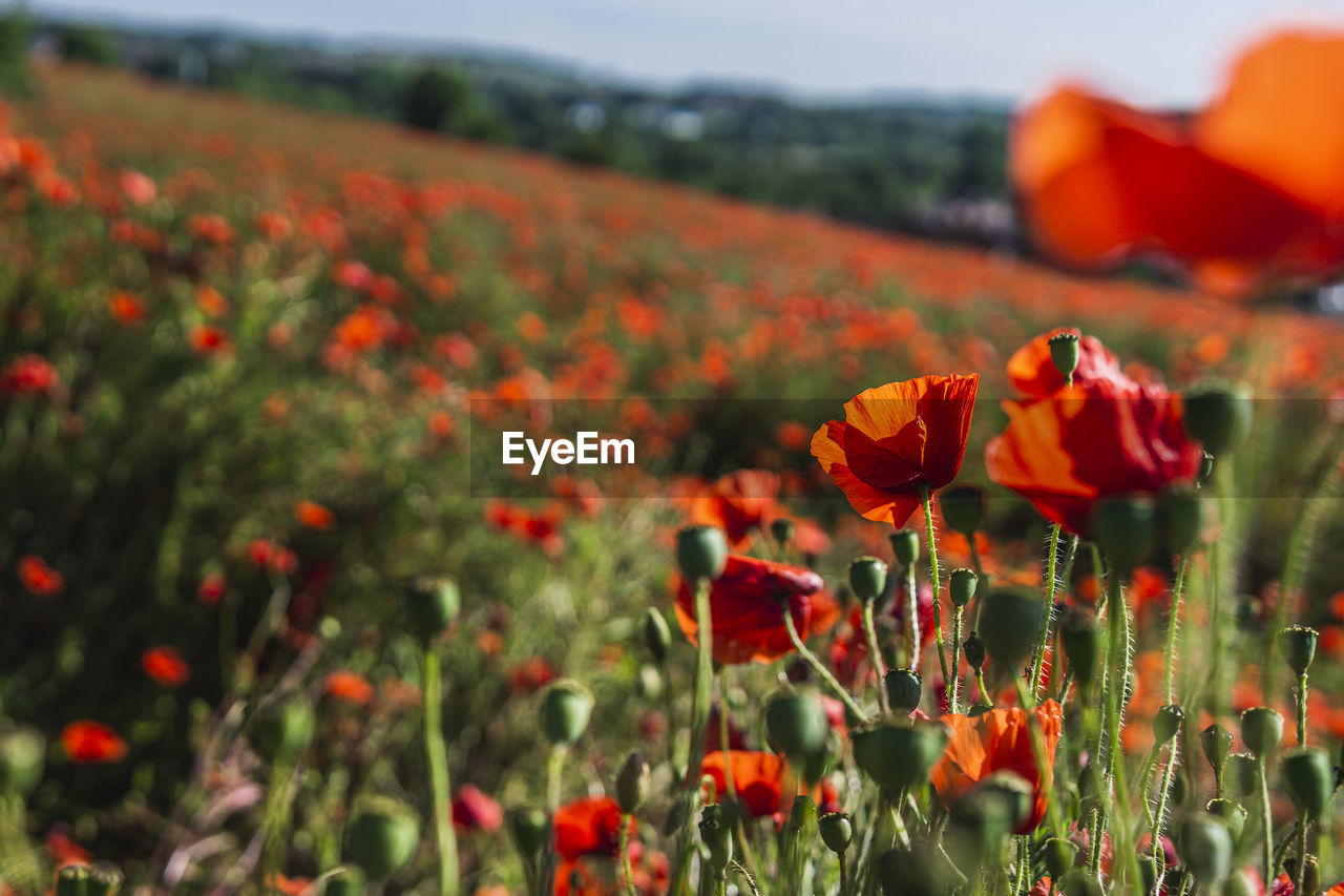 CLOSE-UP OF ORANGE POPPY ON FIELD