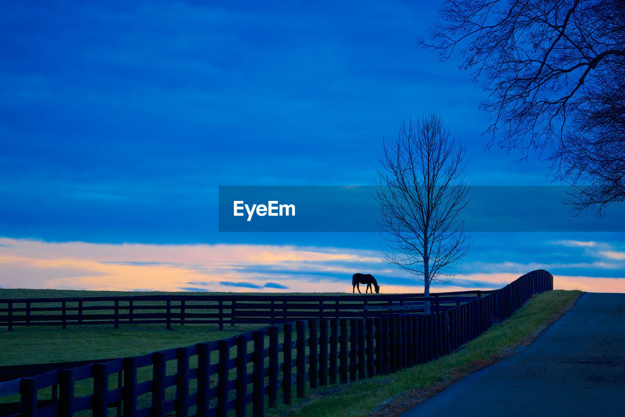 Thoroughbred horse grazing in a field at dusk.