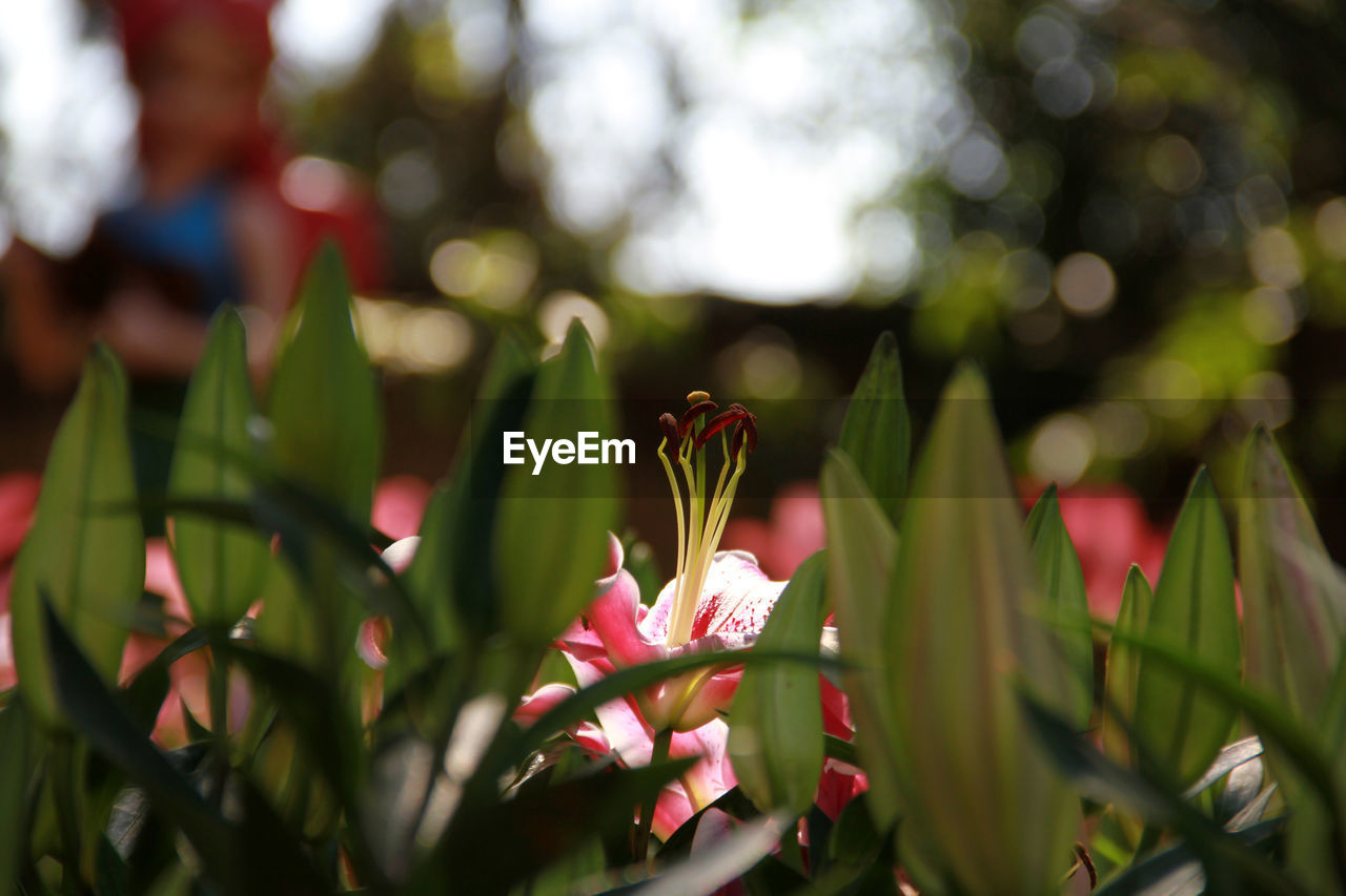 plant, flowering plant, flower, beauty in nature, nature, freshness, plant part, leaf, close-up, growth, blossom, green, no people, macro photography, petal, outdoors, fragility, focus on foreground, pink, tree, springtime, environment, red, selective focus, day, flower head, summer, multi colored, botany