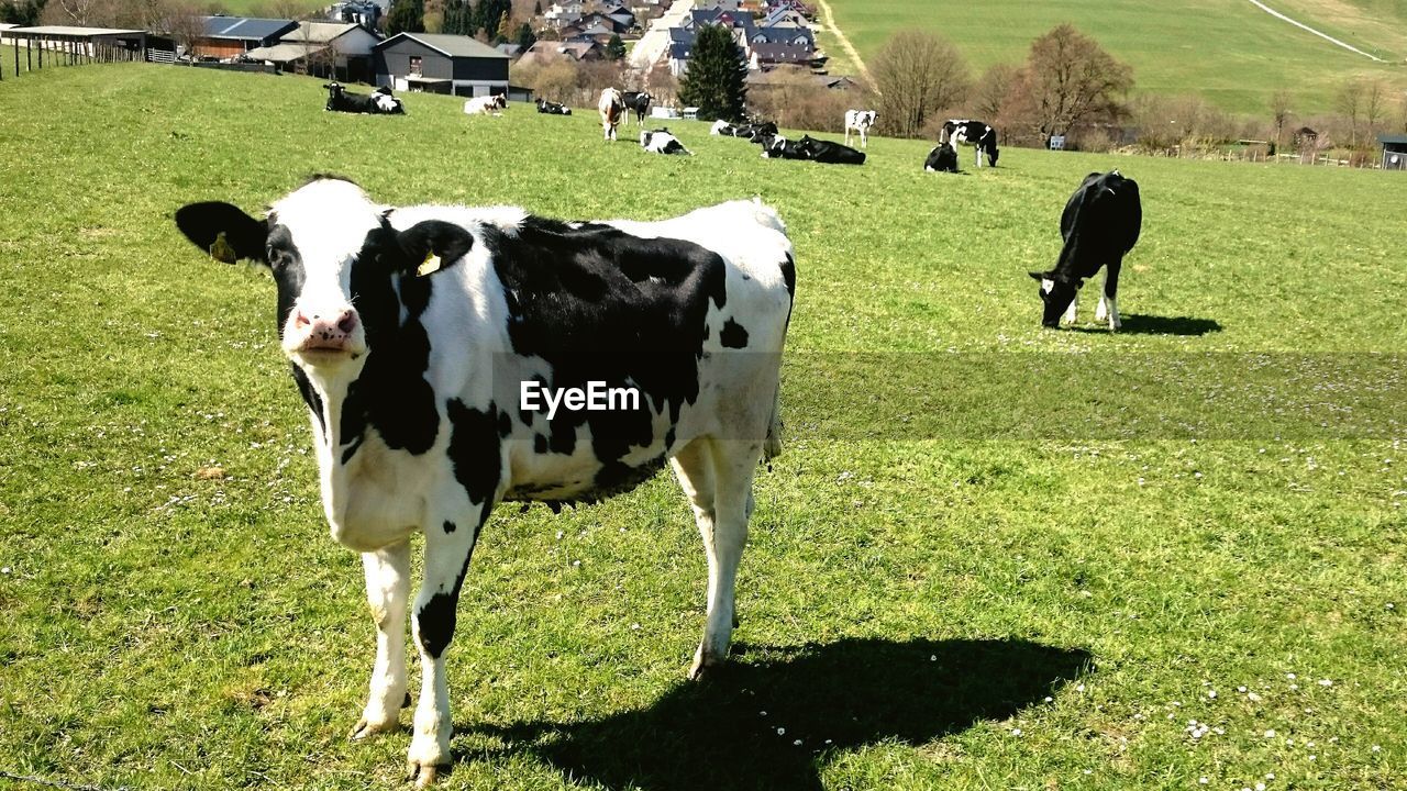 Cattle grazing on grassy field