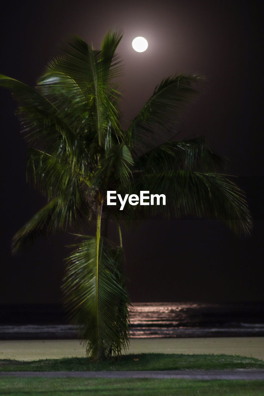 CLOSE-UP OF PALM TREE AT NIGHT