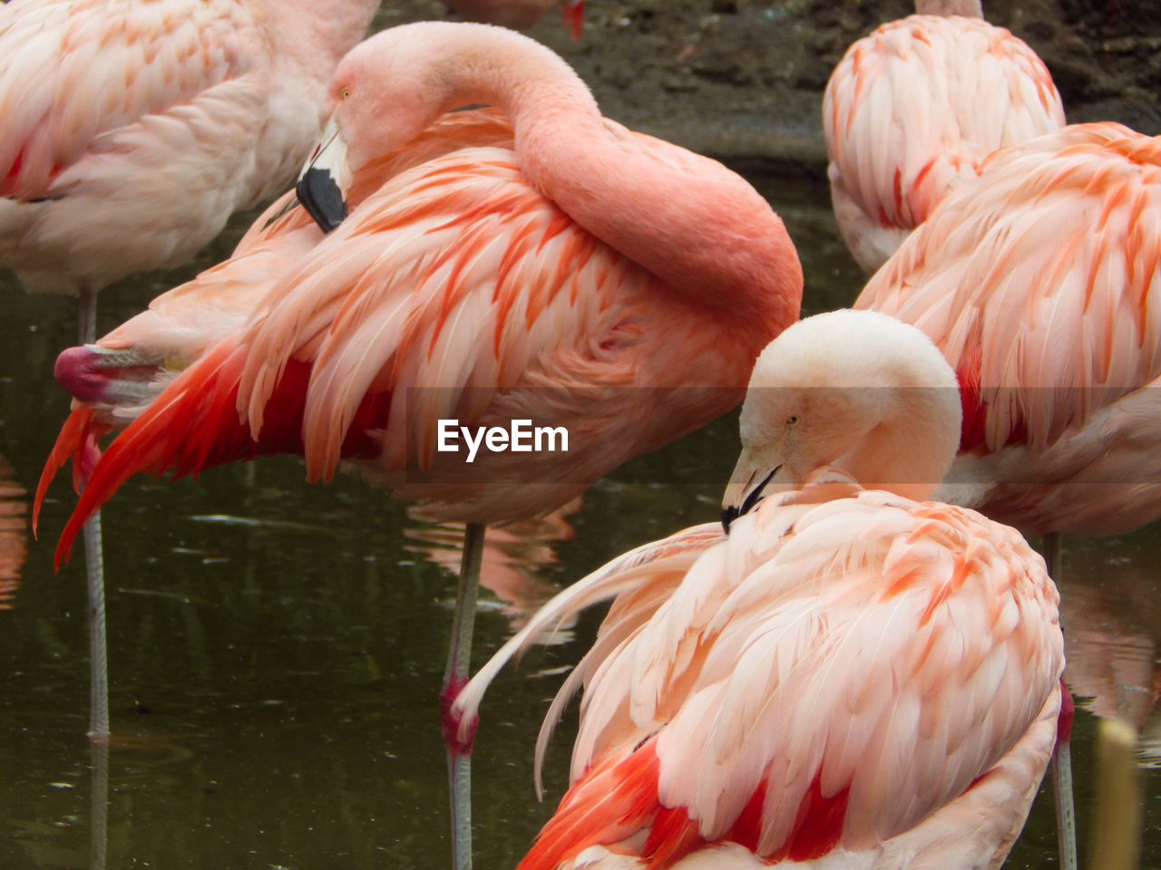 High angle view of birds in water