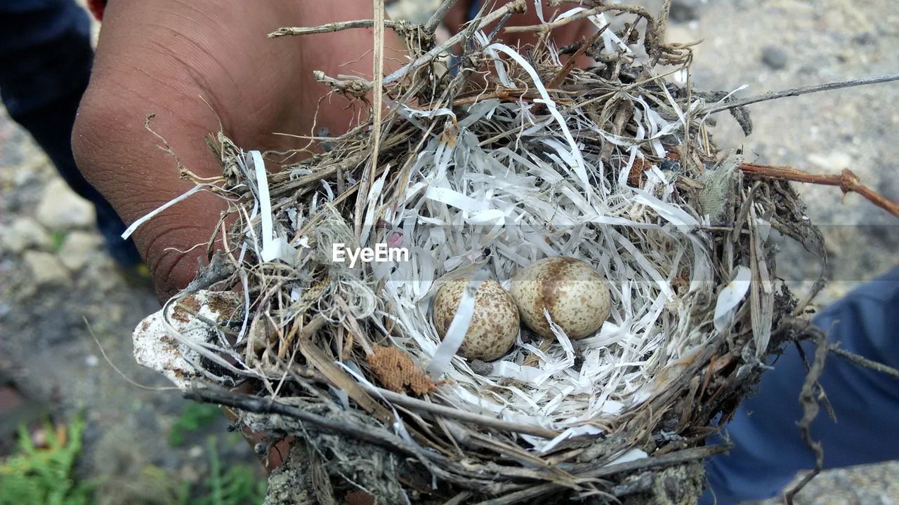 HIGH ANGLE VIEW OF BIRD IN NEST ON TREE