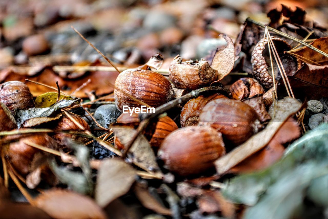 Close-up of acorns