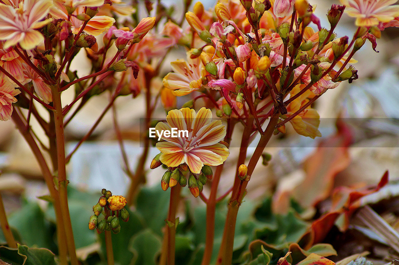 Close-up of yellow flowering plant