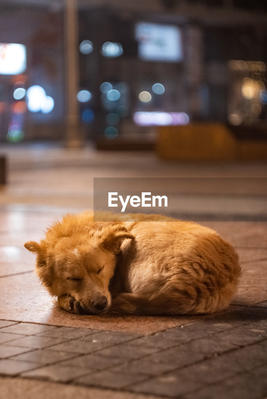 DOG SLEEPING IN THE DARK