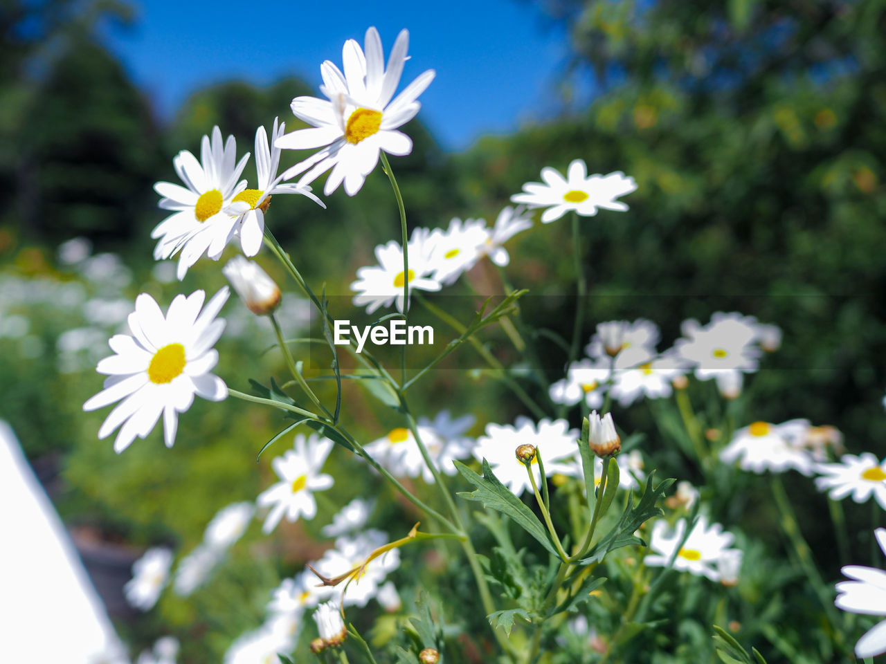 Close-up of white daisy flowers on field
