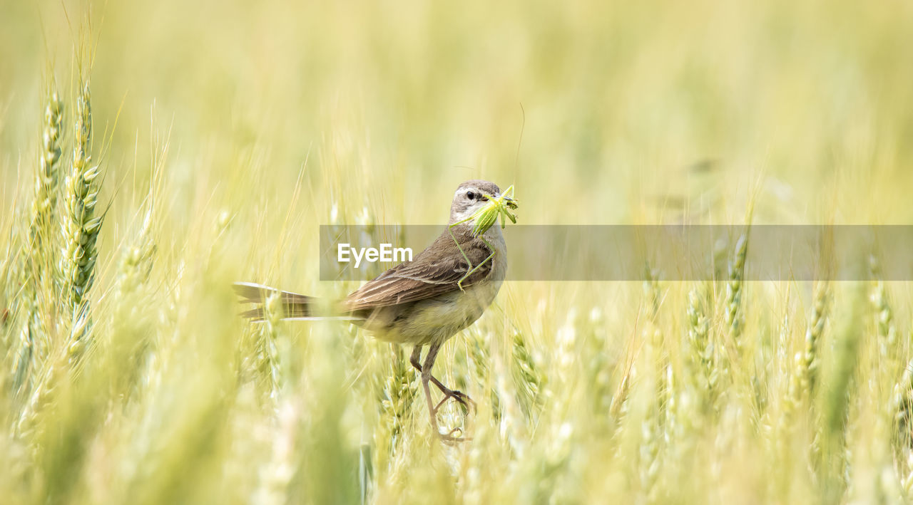 Western yellow wagtail