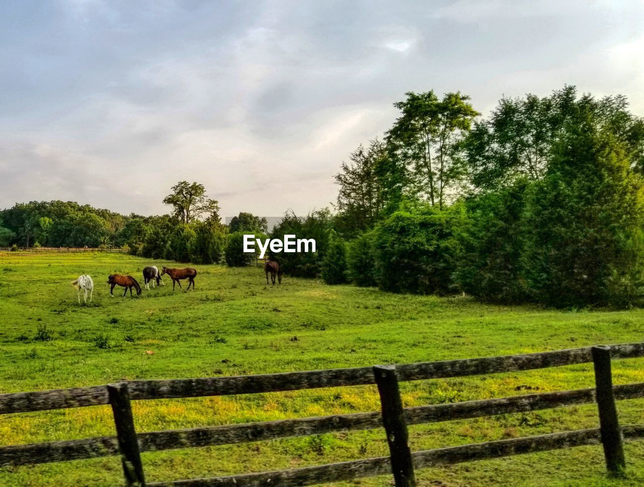 Horses in a field