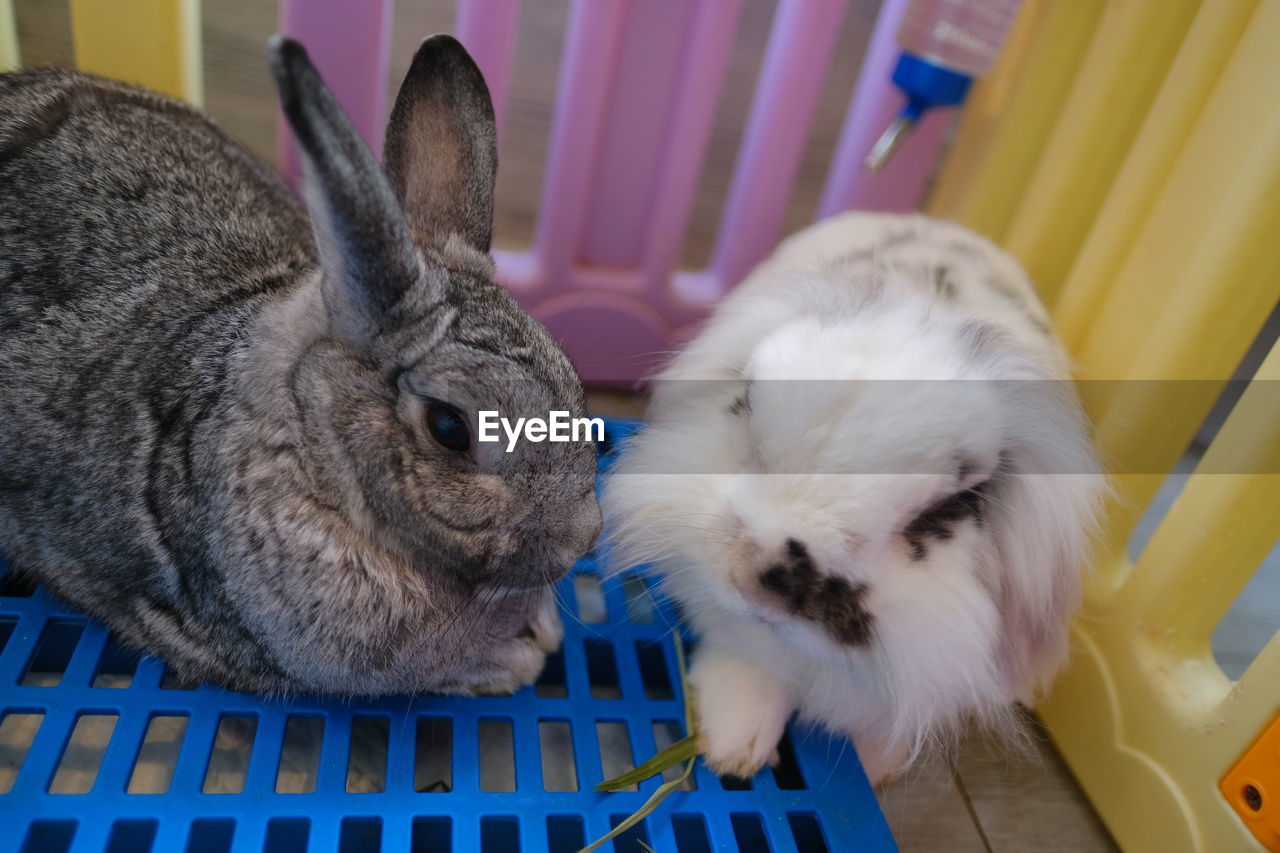 HIGH ANGLE VIEW OF A RABBIT RESTING