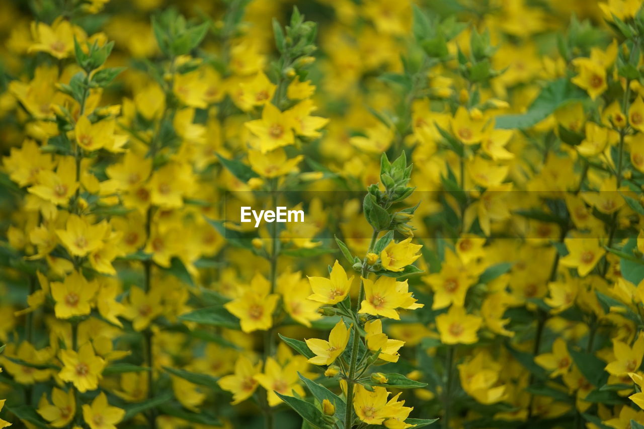 Close-up of fresh yellow flowering plants