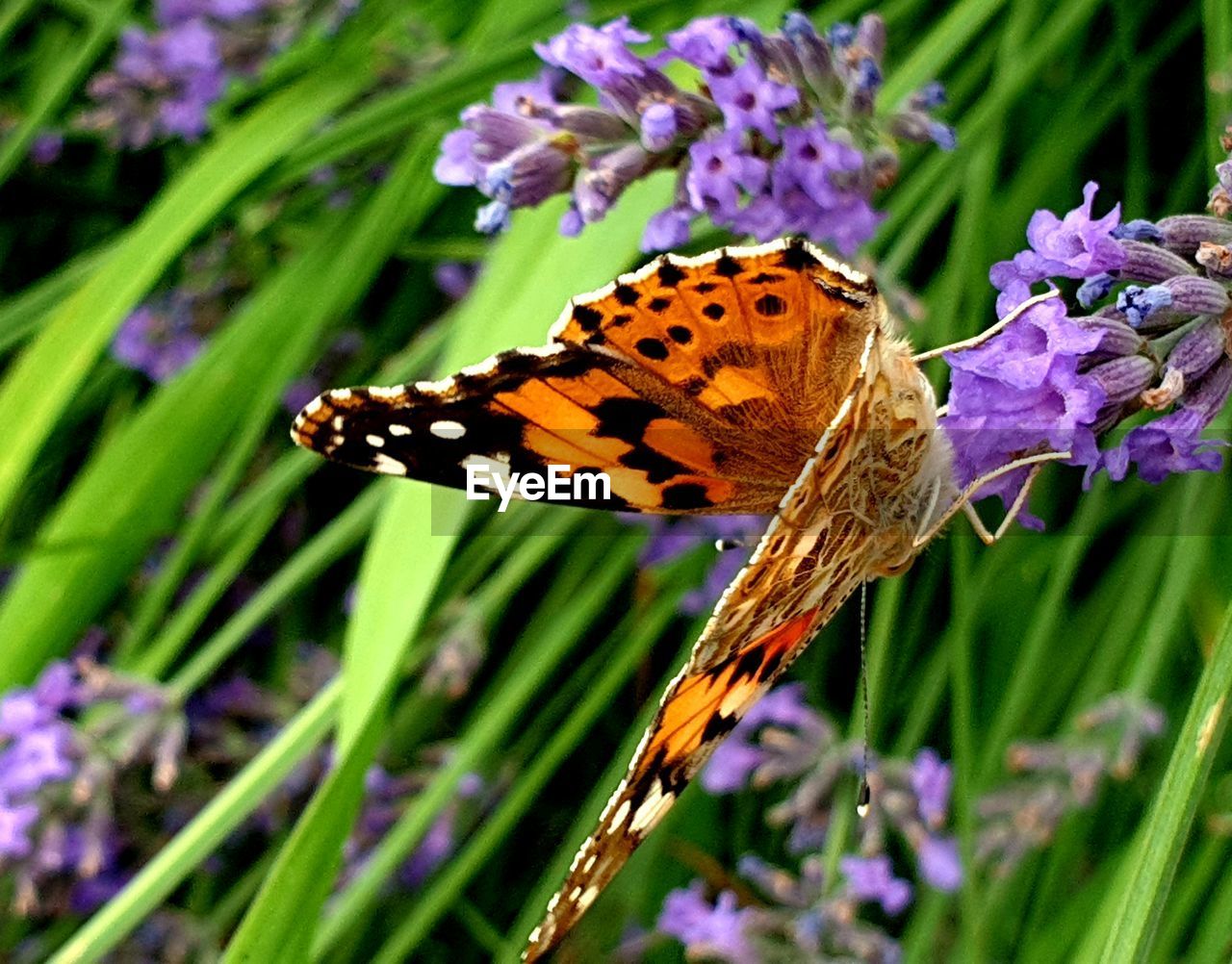 Close-up of butterfly pollinating on purple lavender flower