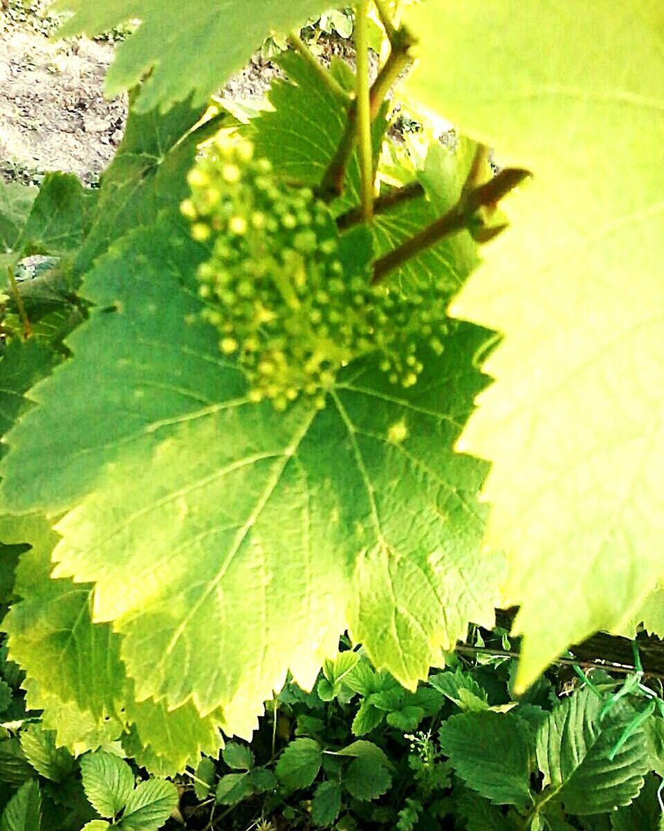 CLOSE-UP OF GREEN LEAVES