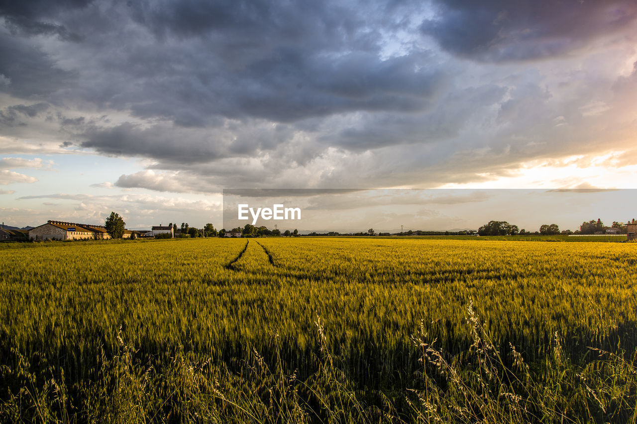 Scenic view of agricultural field against sky