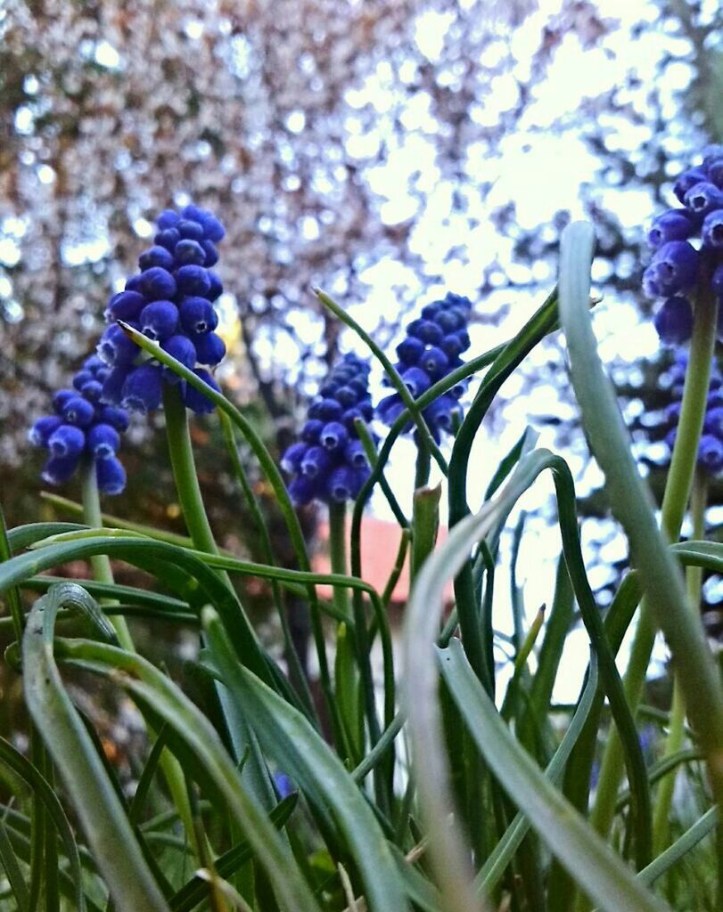 Close-up of flowers against blurred background