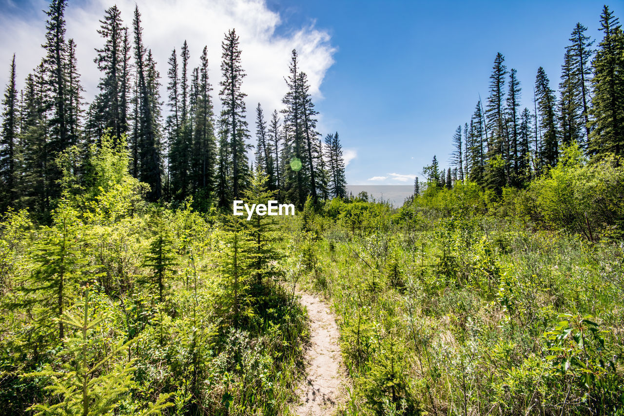 Scenic view of forest against sky