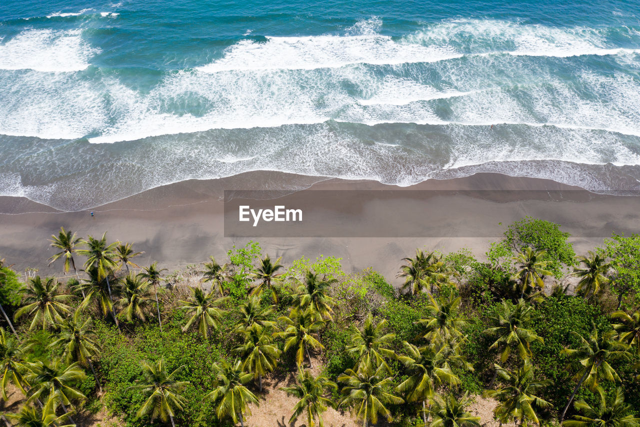 Aerial view of trees by sea shore