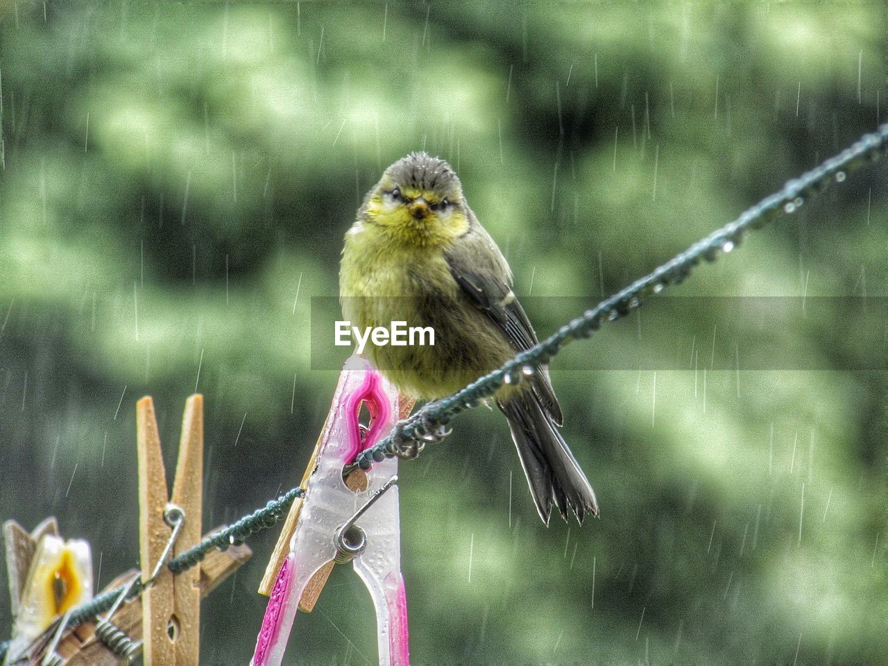 CLOSE-UP OF BIRD PERCHING ON OUTDOORS