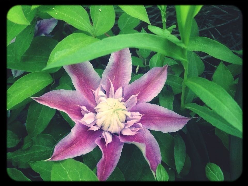 High angle view of purple flower blooming outdoors