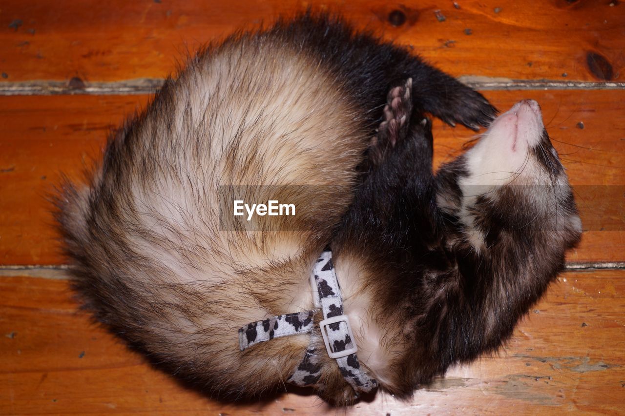 Close-up of ferret on hardwood floor