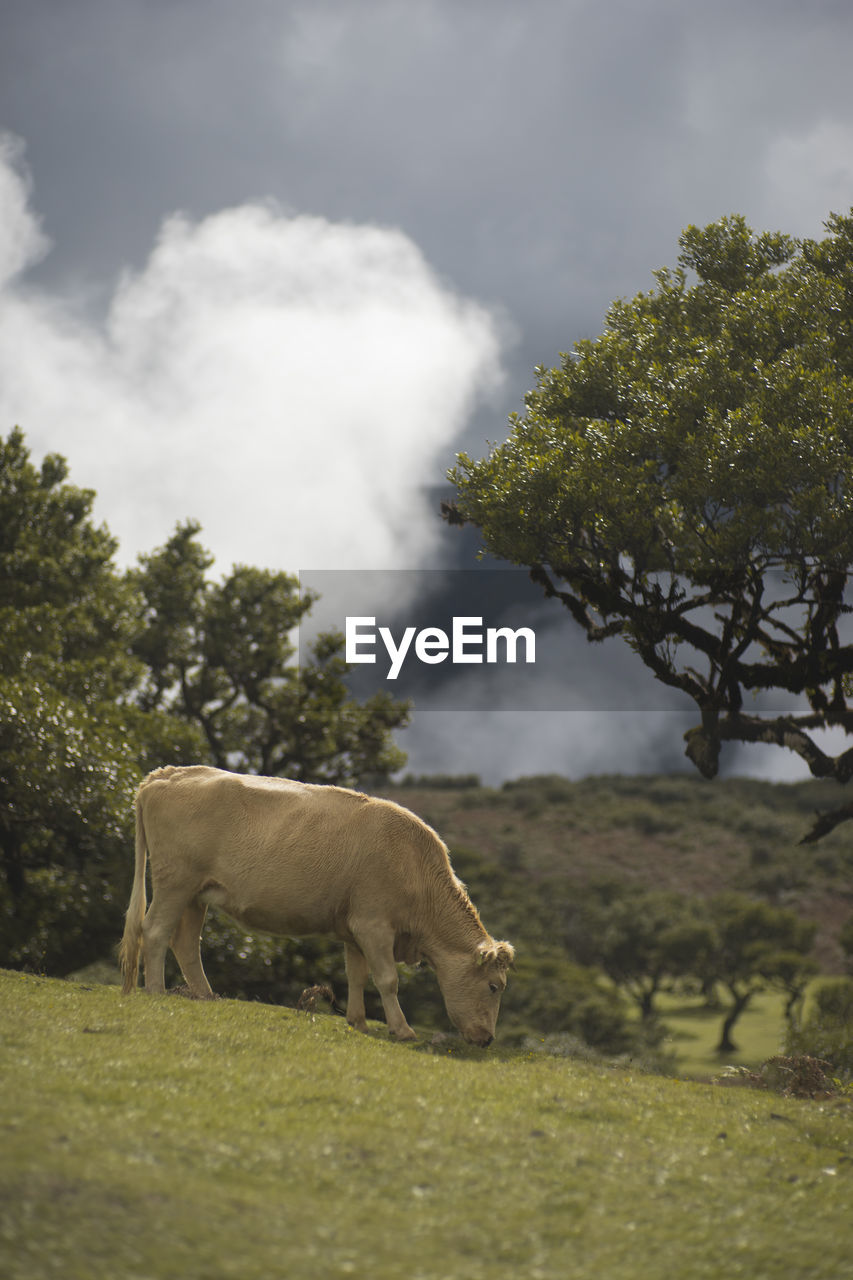 animal, mammal, animal themes, nature, plant, animal wildlife, tree, wildlife, cloud, grass, environment, rural area, one animal, domestic animals, sky, livestock, pasture, no people, grazing, landscape, elephant, grassland, savanna, outdoors, day, land, african elephant, full length, green, field, agriculture, safari, side view, cattle, plain, beauty in nature, meadow, wilderness