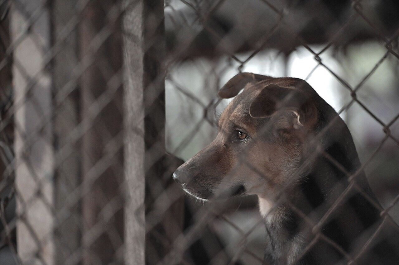 Close-up of dog