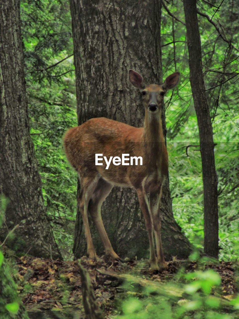 DEER STANDING BY TREE IN FOREST
