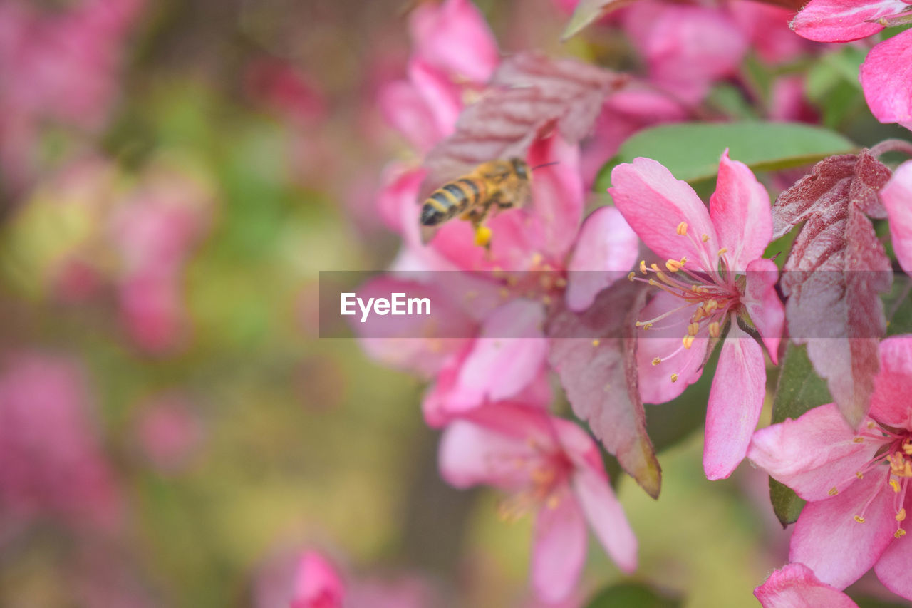 CLOSE-UP OF BEE POLLINATING ON PINK FLOWERING PLANT