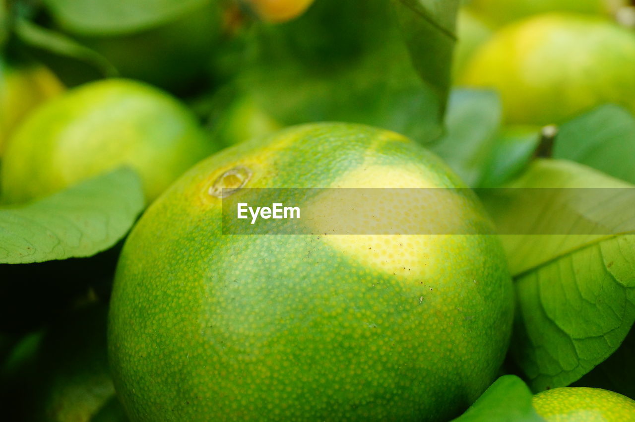 FULL FRAME SHOT OF GREEN FRUIT