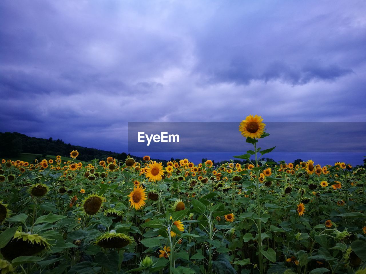 sun flower under Cloud - Sky