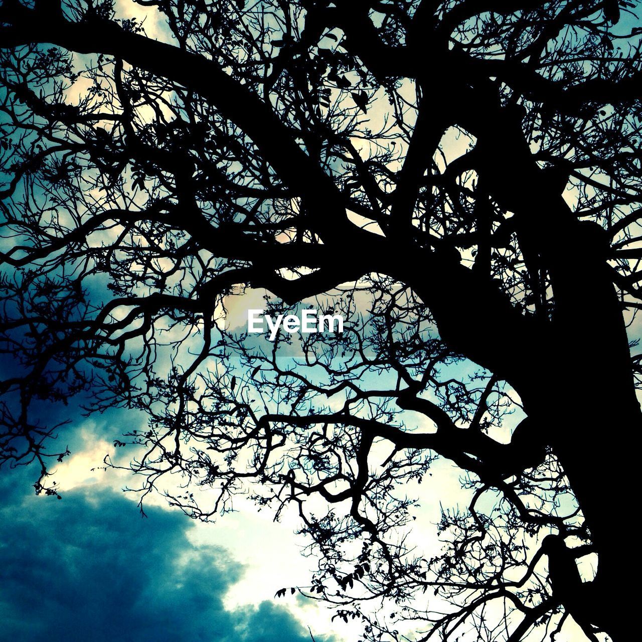 LOW ANGLE VIEW OF BARE TREES AGAINST SKY