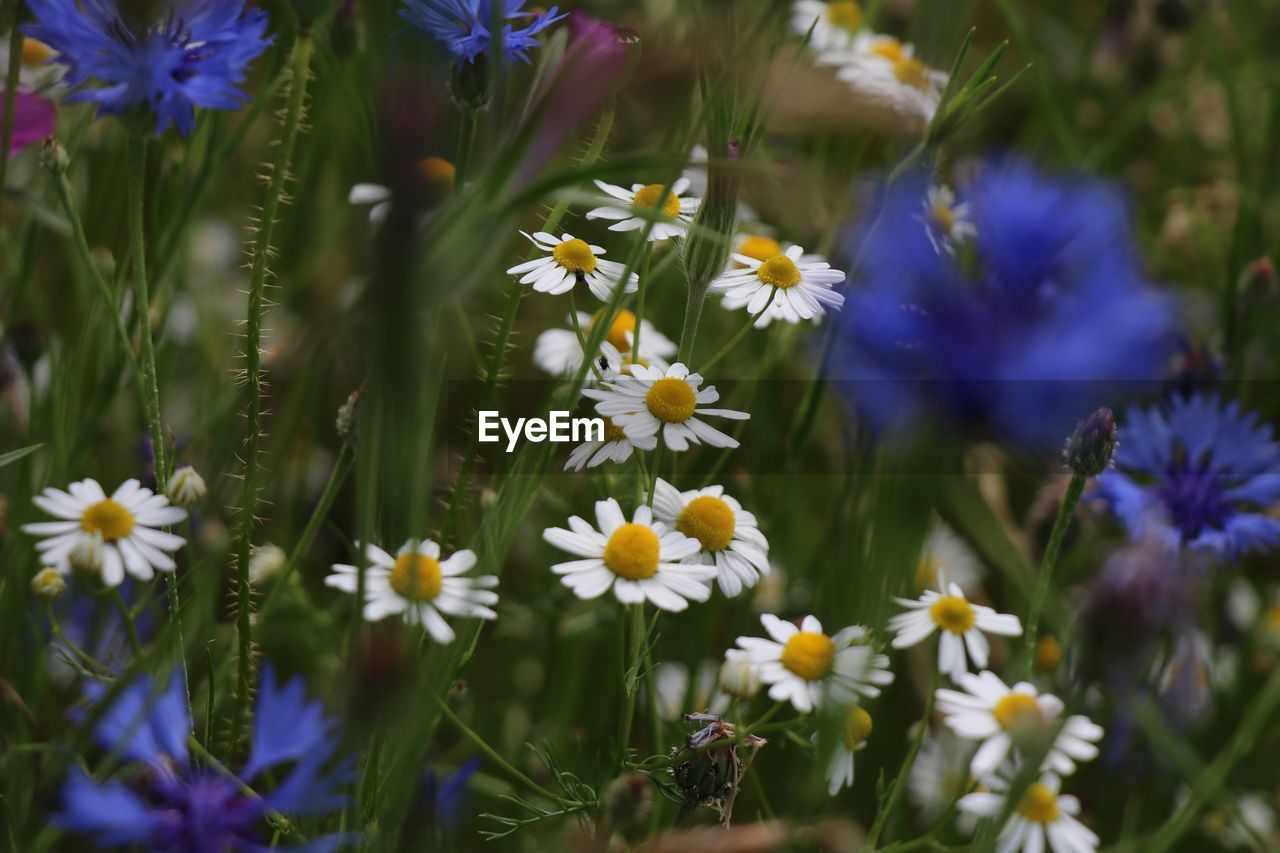 Close-up of purple flowering plant