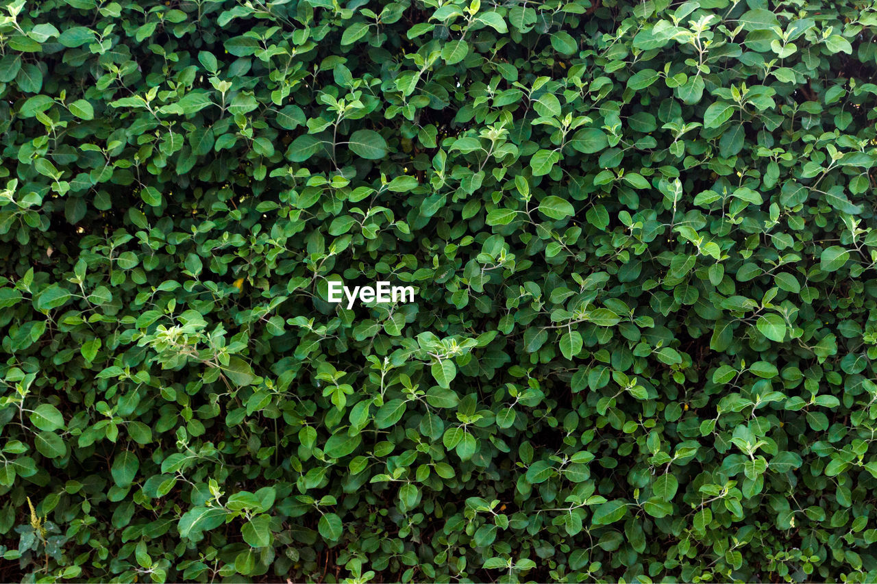 FULL FRAME SHOT OF IVY GROWING OUTDOORS