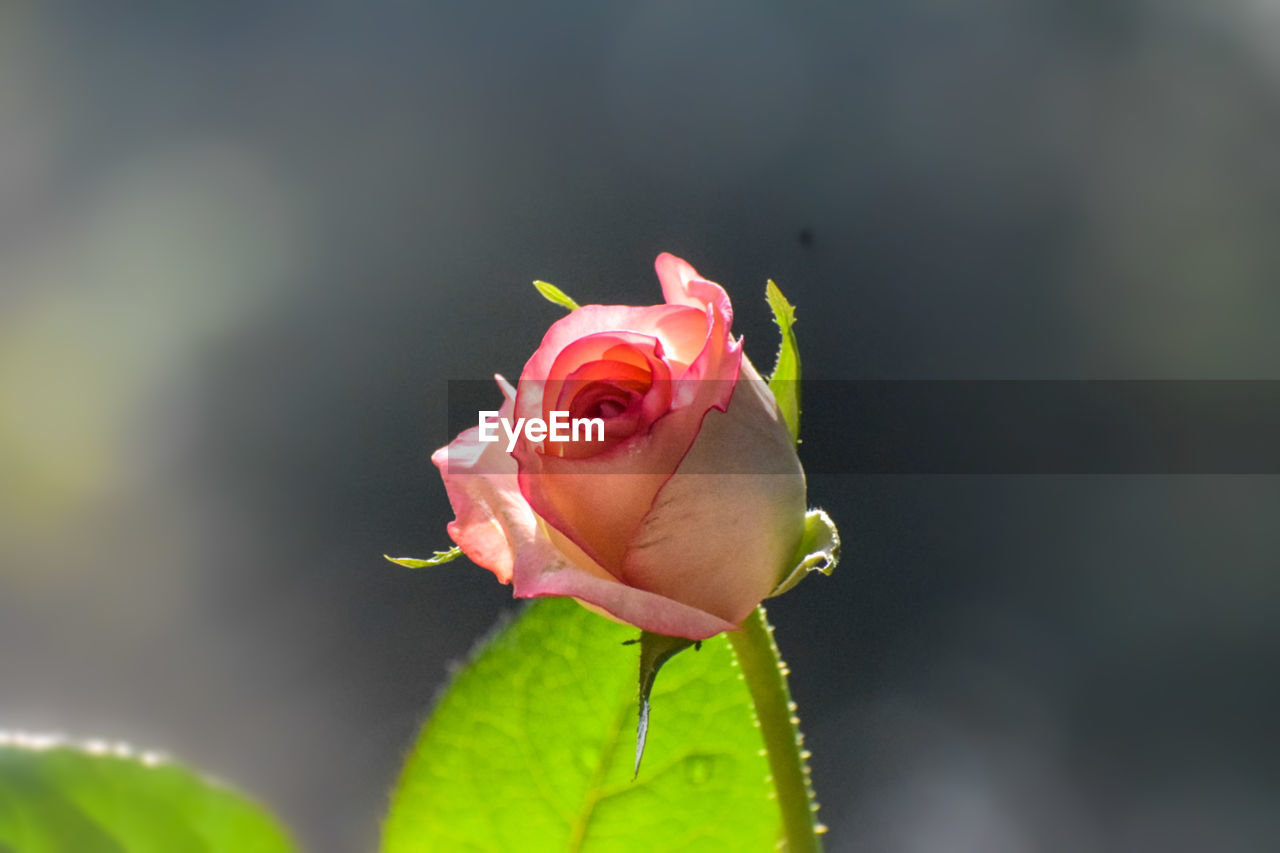 flower, flowering plant, plant, beauty in nature, freshness, rose, macro photography, petal, close-up, nature, fragility, bud, flower head, leaf, plant part, inflorescence, pink, yellow, green, no people, growth, focus on foreground, outdoors, plant stem, springtime, blossom, garden roses, rose - flower, selective focus, day, animal, animal themes, red