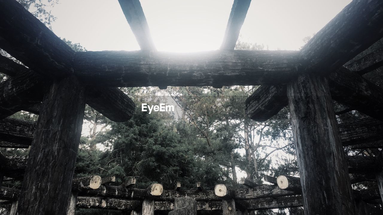 LOW ANGLE VIEW OF TREES AGAINST THE SKY