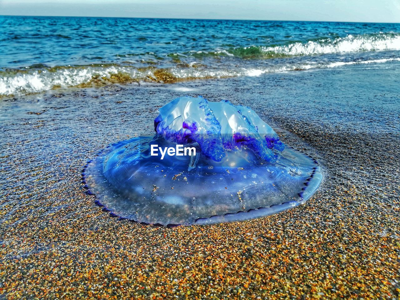 Close-up of jellyfish at beach