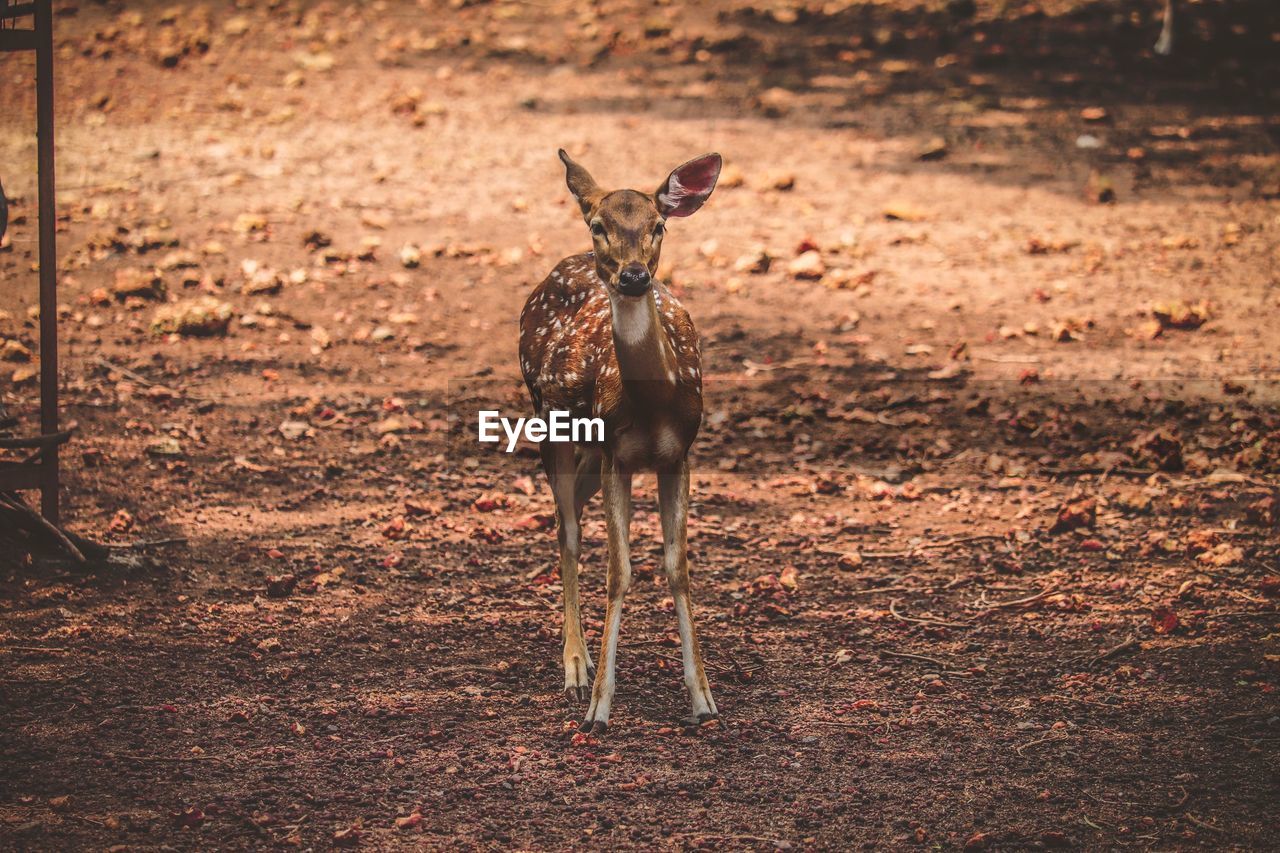 PORTRAIT OF DEER STANDING ON FIELD DURING RAINY SEASON