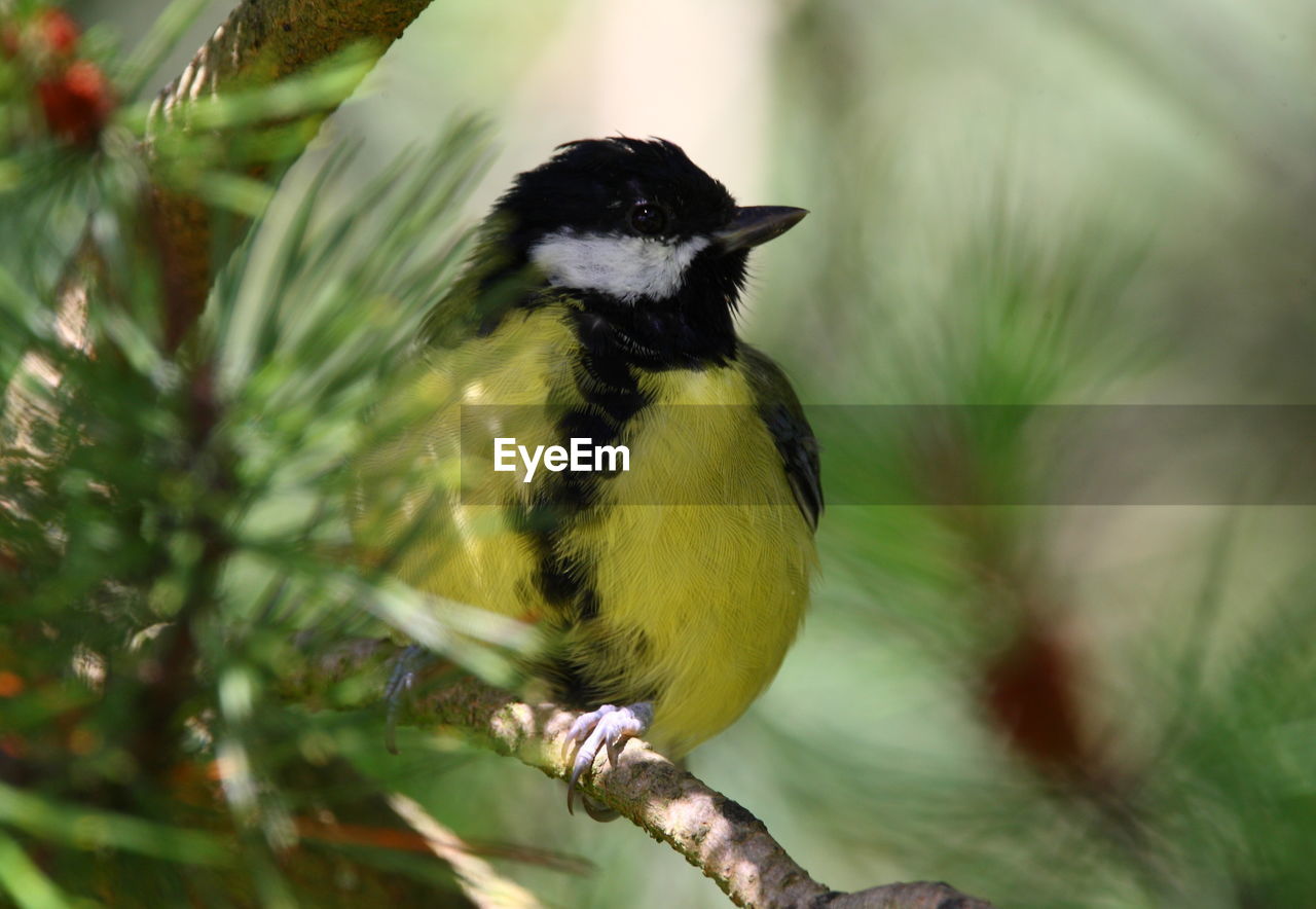 Close-up of great tit perching on tree