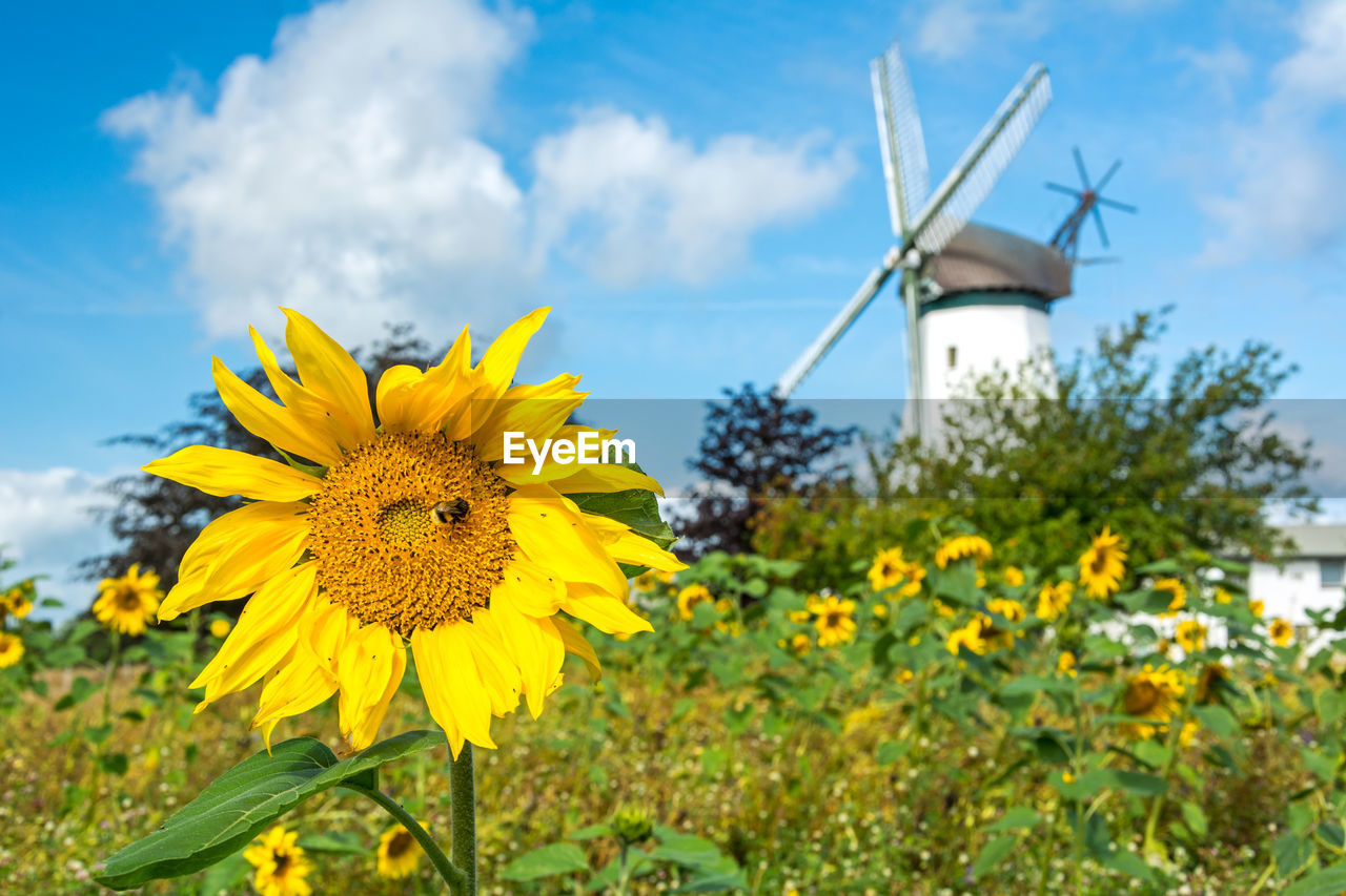 SUNFLOWERS ON FIELD