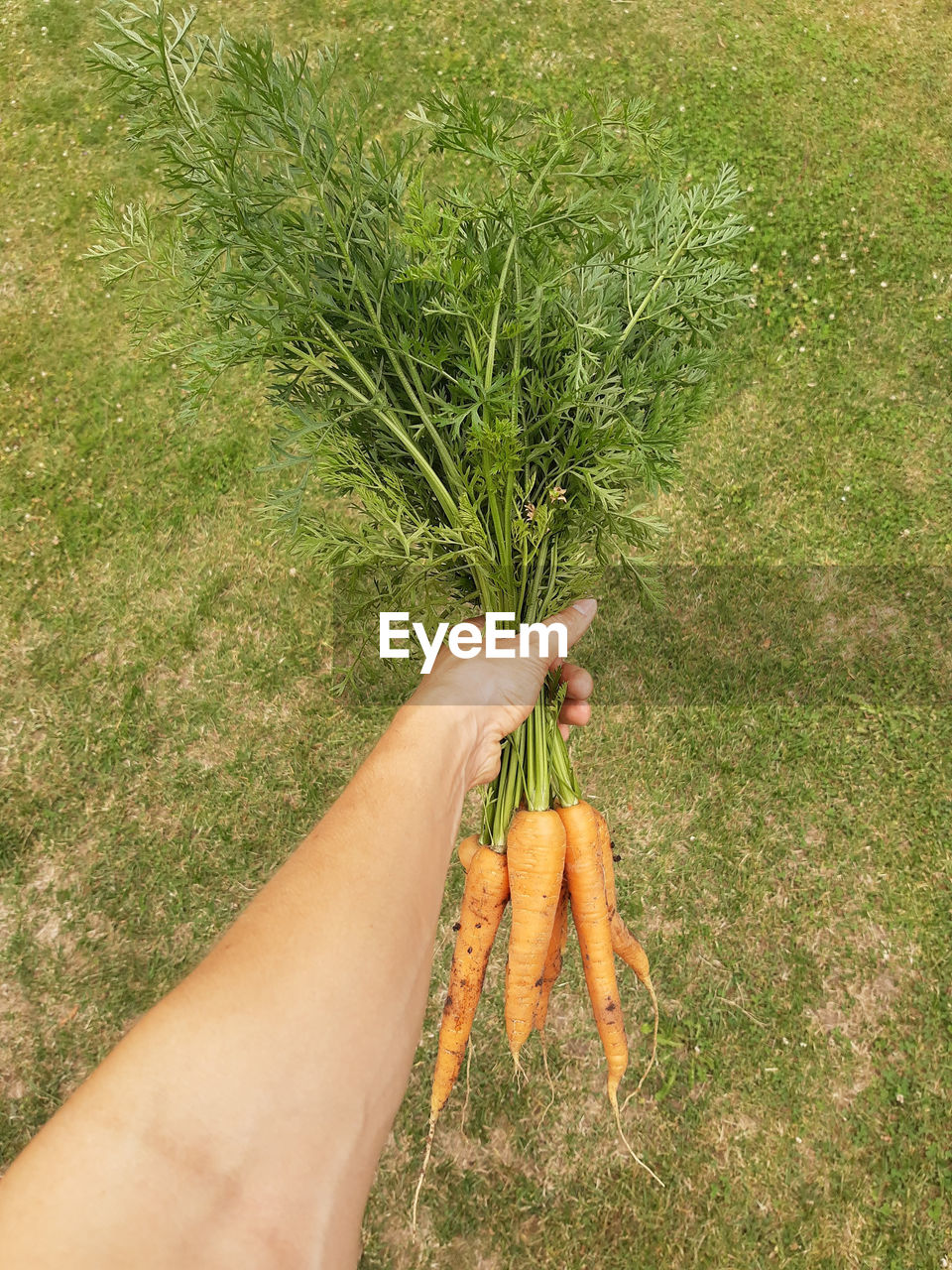CROPPED IMAGE OF PERSON HAND ON GRASS