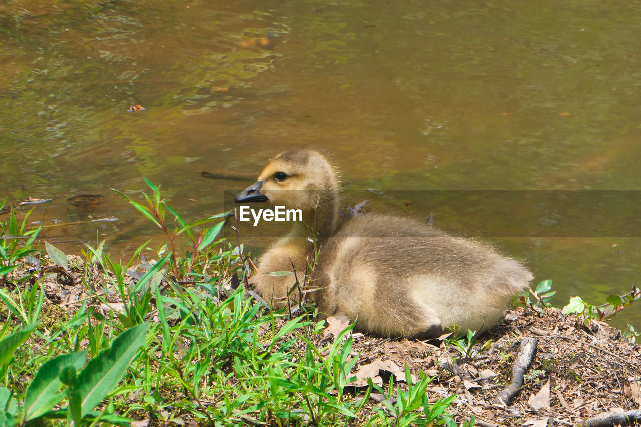 DUCK IN A FARM