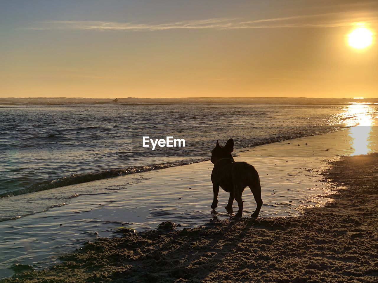 French bulldog at dog beach in del mar, san diego, california